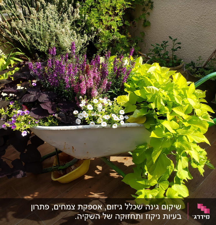 עציץ פרחים צבעוני בתוך מריצה בגינה